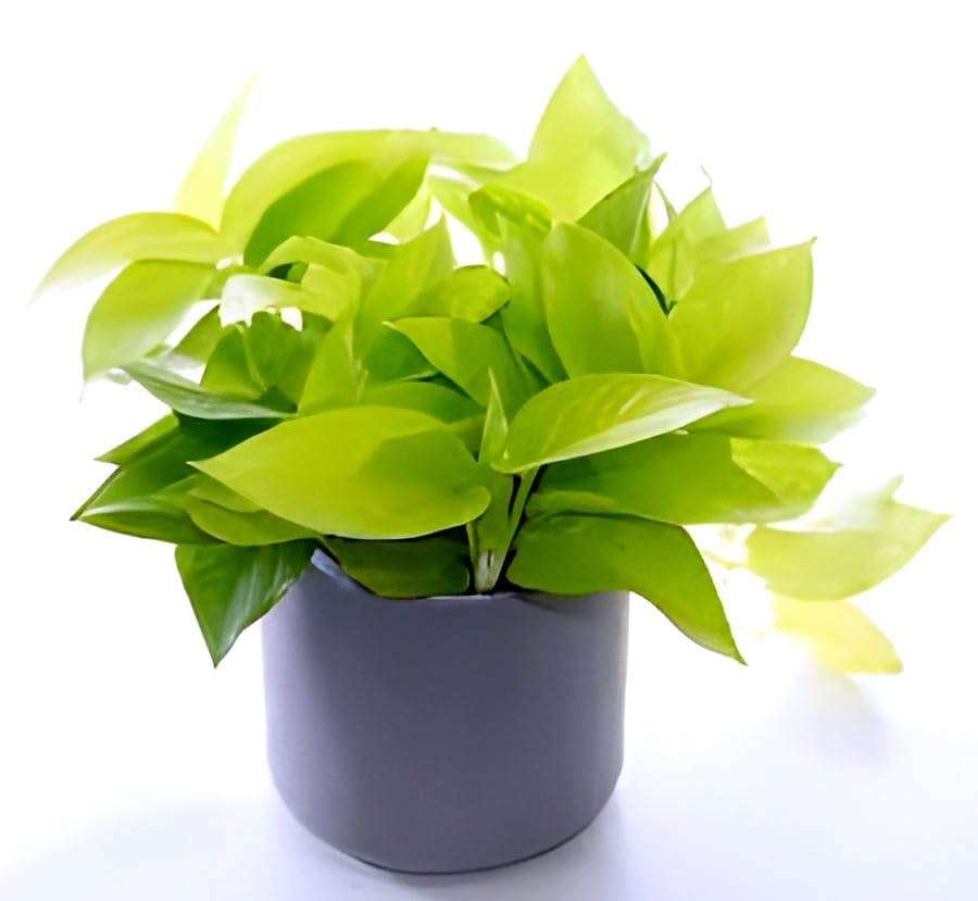Golden Money Plant | Money Plant