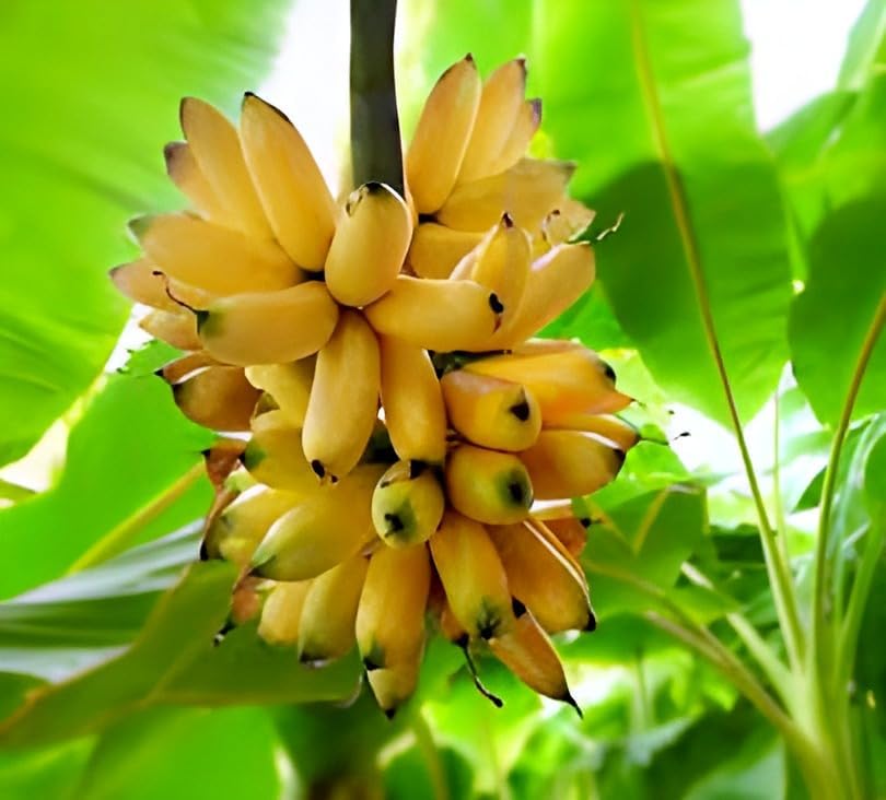 Banana Fruit | Banana Plant