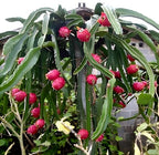 Dragon Fruit | Dragon Fruit Plant