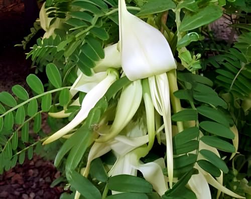 Sesbania Bok Phool Flower | Spinach Agathi Keerai Plant