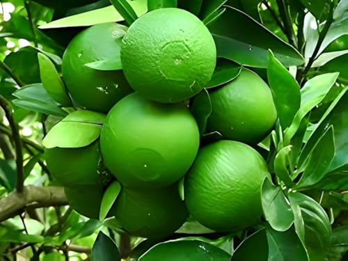 Thai Mosambi Fruit | Sweet Lemon Plant
