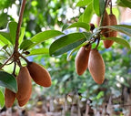Thai Langcha Sapota Fruit | Chiku Plant