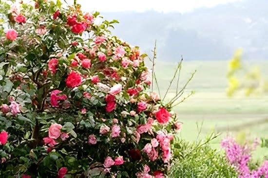 Camellia Flower | Camellia Plant