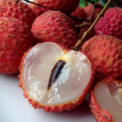 Bombay Lychee Fruit |Lychee Plant