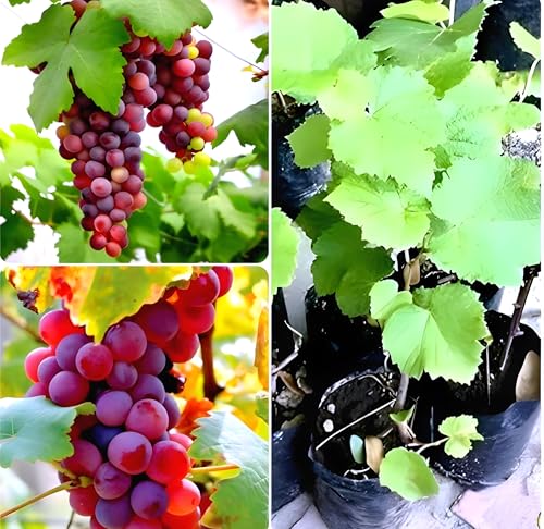 Seedless Red Grape Fruit | Red Grape Plant