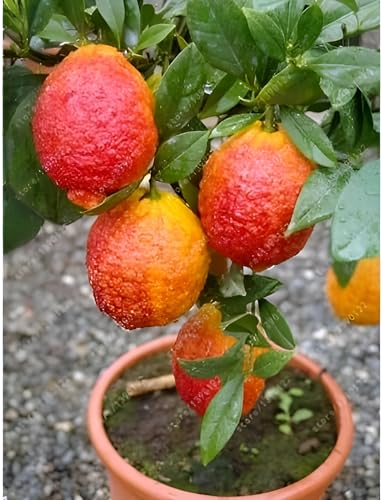 Red Lemon Fruit | Red Lemon Plant