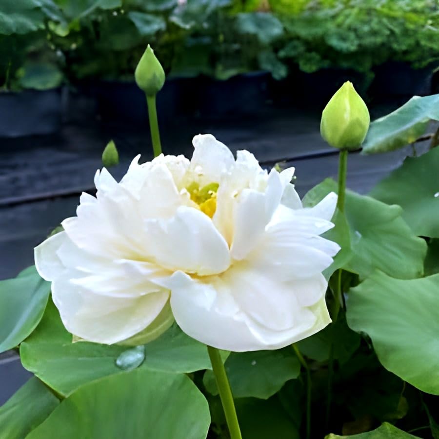 White Lotus Flower | White Lotus Plant