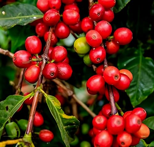 Dwarf Plant | Dwarf Coffee Plant