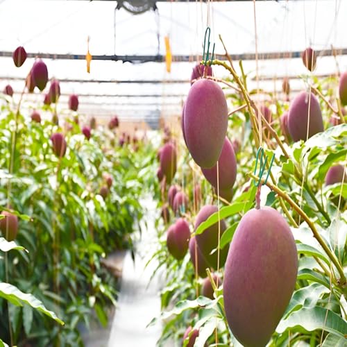 Japanese Miyazaki Mango Fruit | Japanese Miyazaki Mango Plant