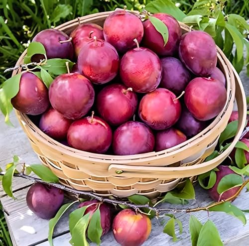 Aloo Bukhara | Aloo Bukhara Plant