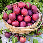 Aloo Bukhara | Aloo Bukhara Plant