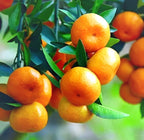 Chinese Bush Orange Fruit | Chinese Bush Orange Plant