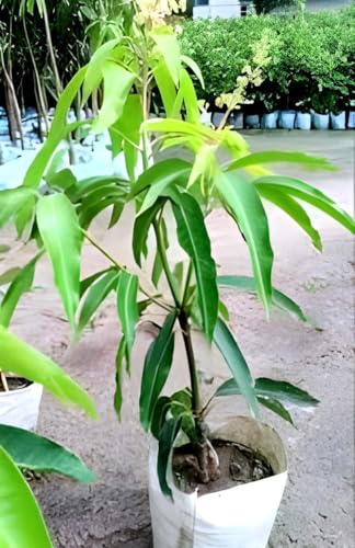 Kaccha Mittha Mango Fruit | Kaccha Mittha Mango Plant