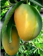 Panduri Mango Fruit | Panduri Mango Plant
