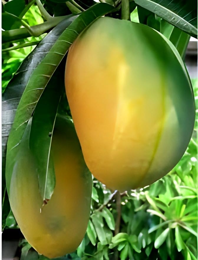 Panduri Mango Fruit | Panduri Mango Plant