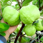 1KG Guava Fruit | 1KG Guava Plant
