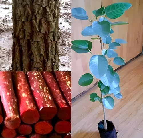 Red Sandalwood | Red Sandalwood Plant