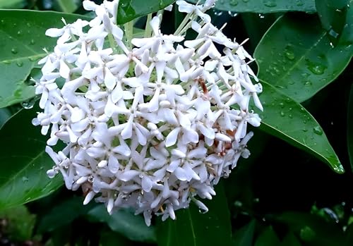 White Rangana Flower | White Rangana Plant