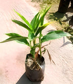 Green Cardamom (Elaichi) | Green Cardamom Plant