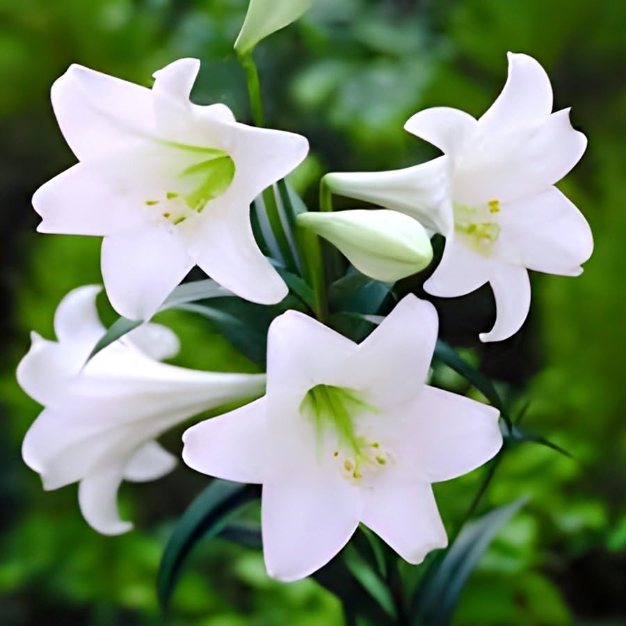 Multi Colour Lily Flower | Amaryllis Lily Plant