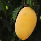Alphonso Mango Fruit | Alphonso Mango Plant