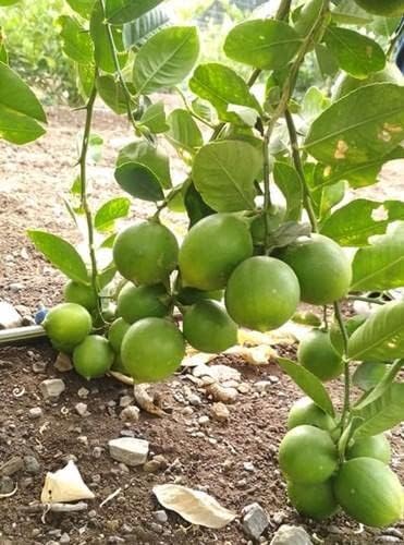 Seedless Lemon Fruit | Seedless Lemon Plant