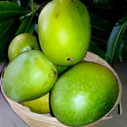 Panduri Mango Fruit | Panduri Mango Plant