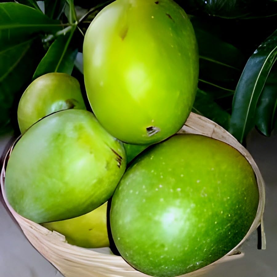 Panduri Mango Fruit | Panduri Mango Plant