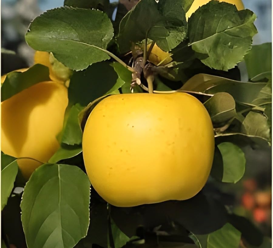 Golden Apple Fruit | Golden Apple Plant