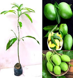Kaccha Mittha Mango Fruit | Kaccha Mittha Mango Plant