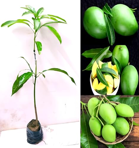 Kaccha Mittha Mango Fruit | Kaccha Mittha Mango Plant