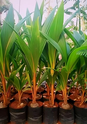 Dwarf Red Coconut Fruit | Dwarf Red Coconut Plant