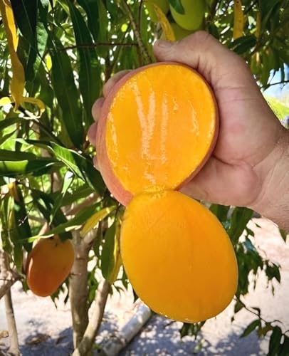 Seedless Red Mango Fruit | Seedless Red Mango Plant