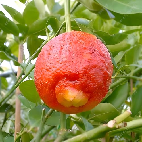 Red Lemon Fruit | Red Lemon Plant