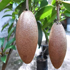 Thai Langcha Sapota Fruit | Chiku Plant