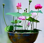 Micro Lotus Tuber Live Plant