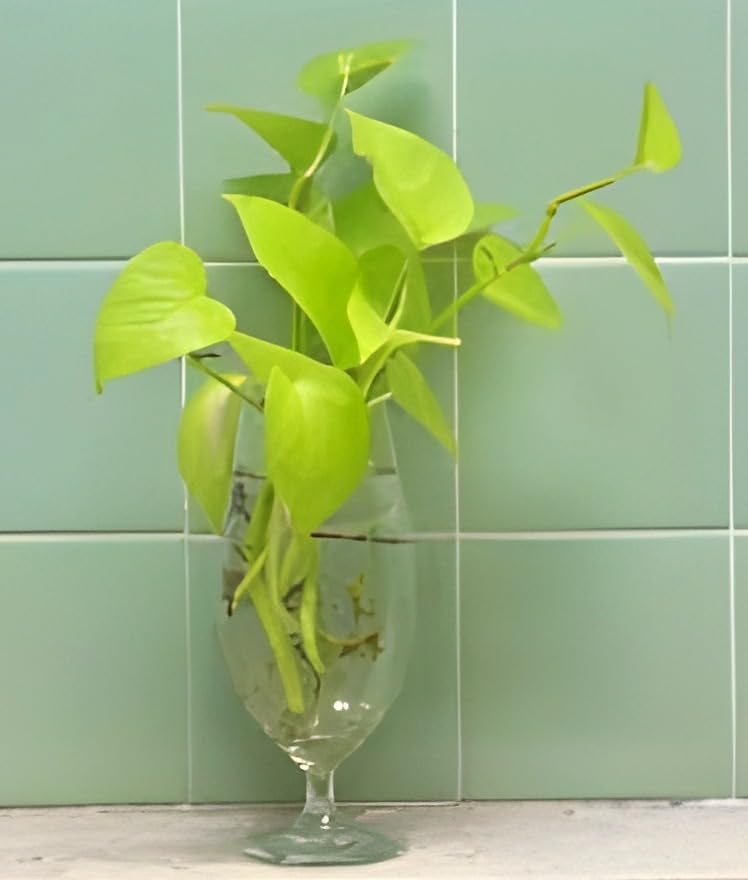 Golden Money Plant | Money Plant