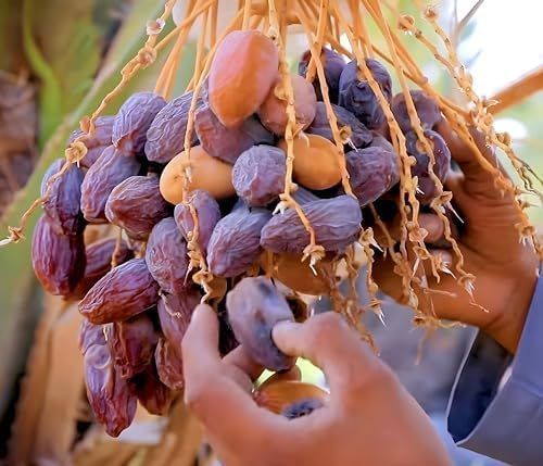 Arabian Date Fruit | Arabian Date Plant