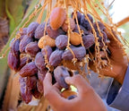 Arabian Date Fruit | Arabian Date Plant
