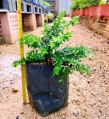 Bonsai White Bluebell Flower | Vietnamese White Bluebell Flower Plant