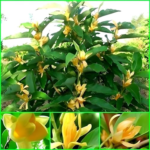 Swarna Champa Flower| Magnolia Champaca Plant