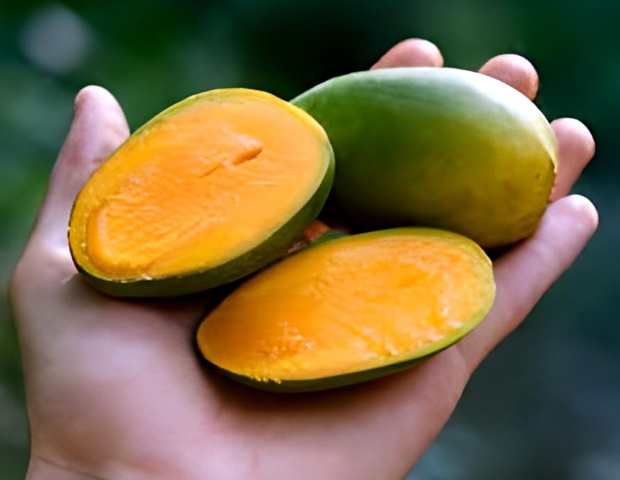 Chandrakaran Mango Fruit | Chandrakaran Mango Plant