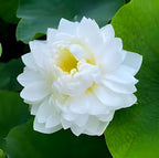White Lotus Flower | White Lotus Plant