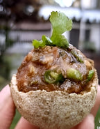 Wood Apple Fruit (Kotbel) | Wood Apple Plant