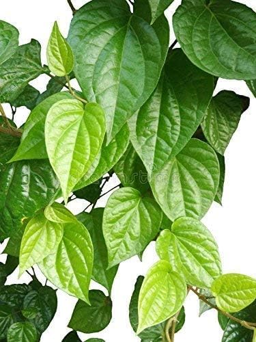 Betel Leaf (Paan) | Vetrilai Plant