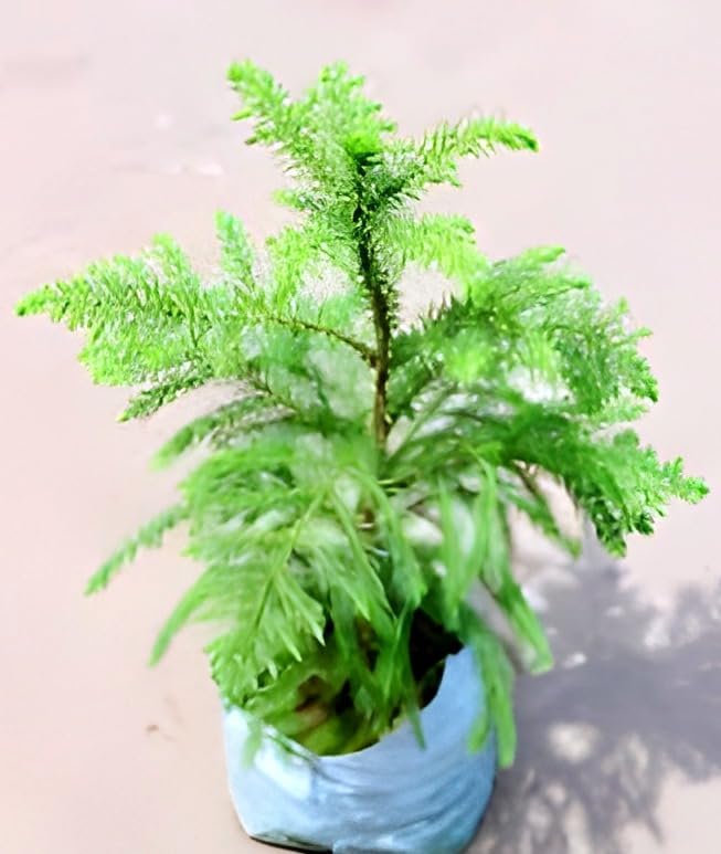 Christmas Tree | Araucaria Plant