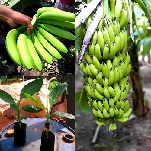 Singapuri Banana Fruit | Singapuri Banana Plant
