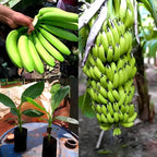 Singapuri Banana Fruit | Singapuri Banana Plant