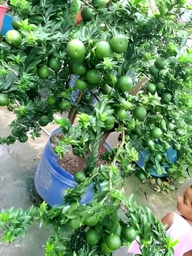 Thai Mosambi Fruit | Sweet Lemon Plant