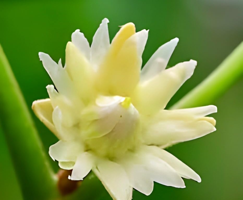 Spanish Cherry | Bakul Flower Plant